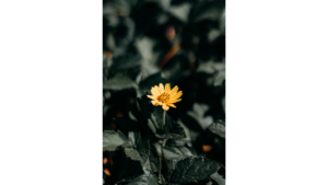 Yellow Flower in Dark