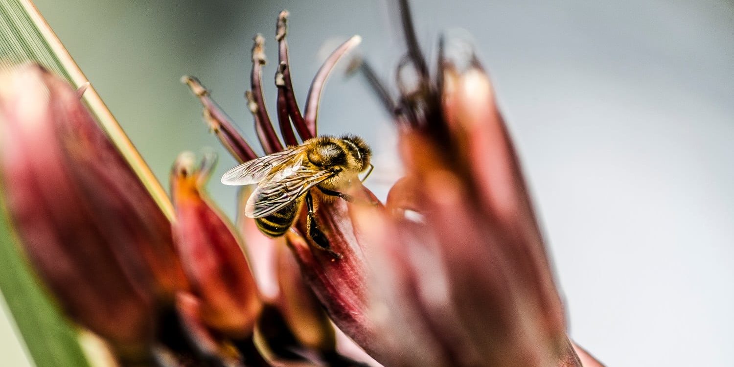 Watching bees pollinate flowers provides us with a valuable learning experience about the natural world.