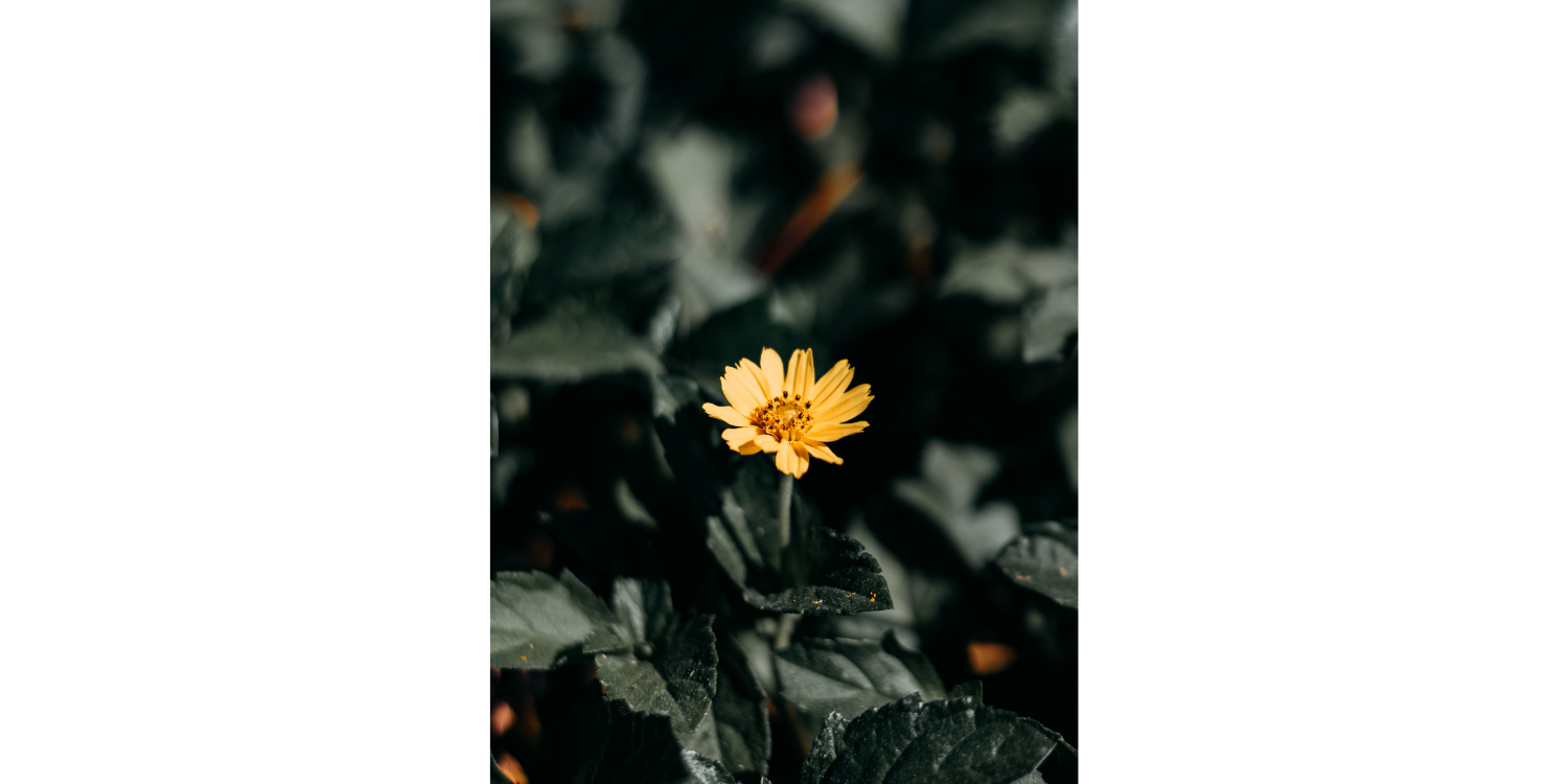 Yellow Flower in Dark